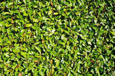 yeşil arka plan, yeşillik desenli. Yeşillik yeşil çalılar