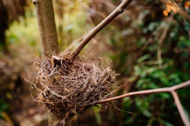 Ağaç dallarında boş kuş yuvası. kuş ve hayvan nüfusu. 