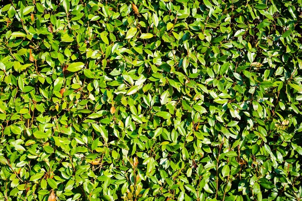 yeşil arka plan, yeşillik desenli. Yeşillik yeşil çalılar