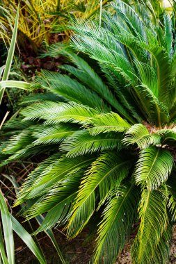 Tropiklerdeki bir parkta palmiye yaprakları. Tropik bölgelerdeki bitki örtüsü.