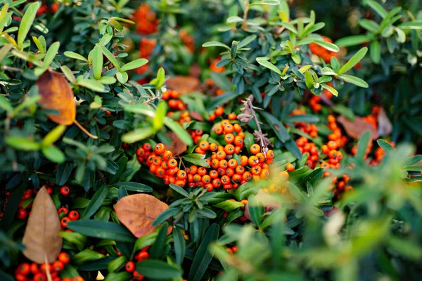 Decorative rowan shrub with orange berries. beauty of nature. — Stock Photo, Image