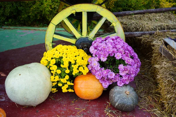 Herbstliche Kulisse im Garten oder Park zu Halloween. — Stockfoto