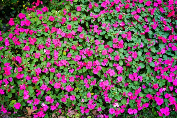 bright crimson flowers and green foliage. floral background. flowerbed