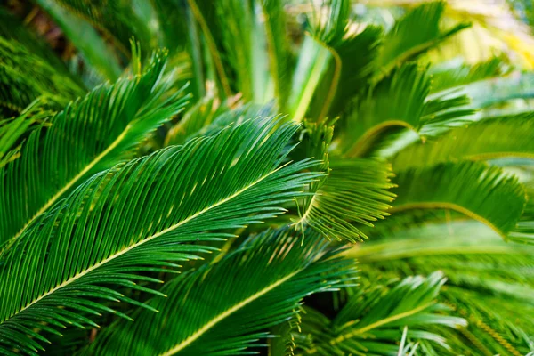 Primer plano de las hojas de la palmera. fondo o textura del follaje verde. —  Fotos de Stock