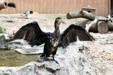 Hayvanat bahçesindeki gölde karabatak kuşu. Bir deniz kuşu ailesi..