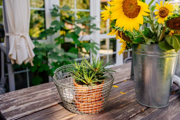 Décor de table à manger d'automne en plein air dans un style rustique avec mini aloès dans un pot — Photo