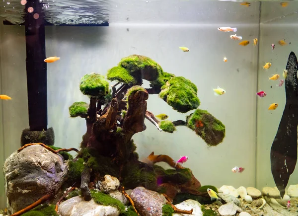 Akvárium s malými bílými, žlutými a růžovými rybami. — Stock fotografie