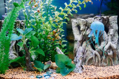 Balıksız akvaryum. Balıklar hayatta kalıp ölmezler. Bir akvaryuma nasıl bakılır?.