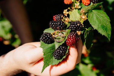 Alyanslar, böğürtlenli ya da böğürtlenli yeşil bir yaprak üzerinde yatar..