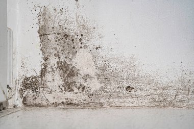 Siyah küflü beyaz duvar. tehlikeli mantar insan sağlığı için