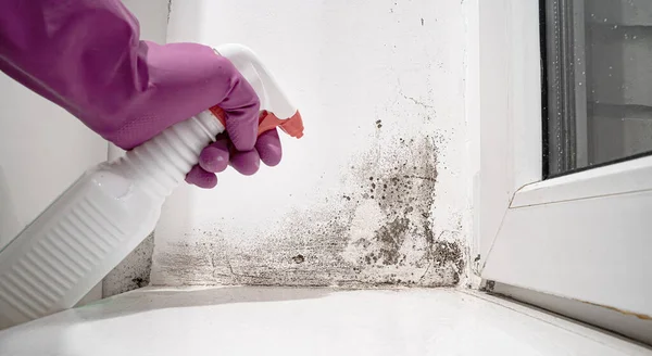 hand in glove sprays the product on wall from black mold. dangerous fungus