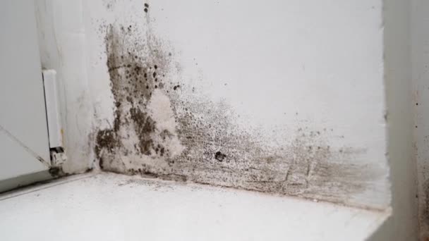 Ângulo entre a porta e a parede branca com molde preto. fungo perigoso — Vídeo de Stock