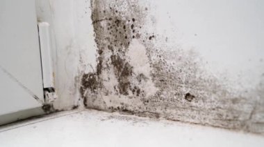 Kapı ile beyaz duvar arasında siyah küflü bir açı. tehlikeli mantar 