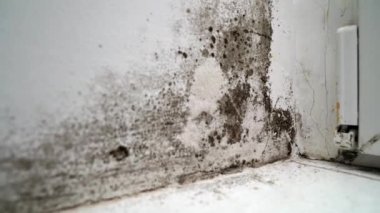 Kapı ile beyaz duvar arasında siyah küflü bir açı. tehlikeli mantar 