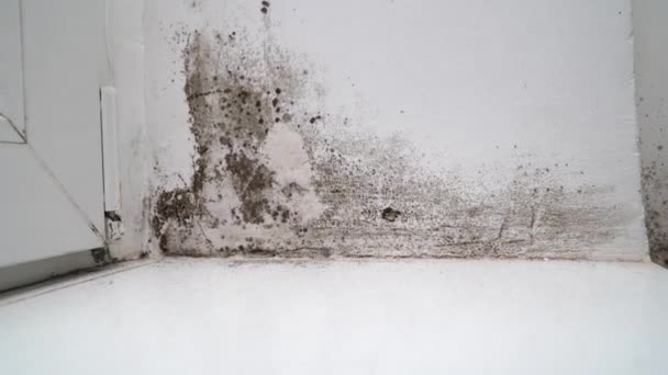 문틈과 검은 곰팡이가 있는 흰 벽 사이의 각도. 위험 한 곰팡이 — 비디오