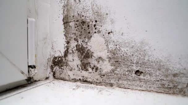 Winkel zwischen Tür und weißer Wand mit schwarzem Schimmel. Gefährlicher Pilz — Stockvideo