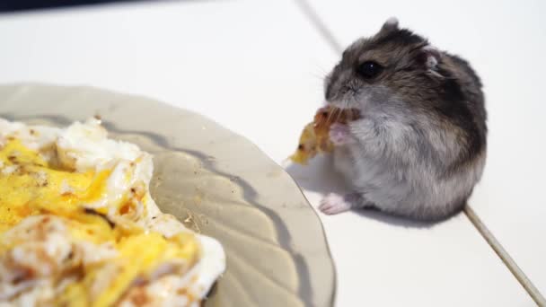 Il criceto mangia cibo da un piatto. Gli animali domestici mangiano dallo stesso tavolo del proprietario. — Video Stock