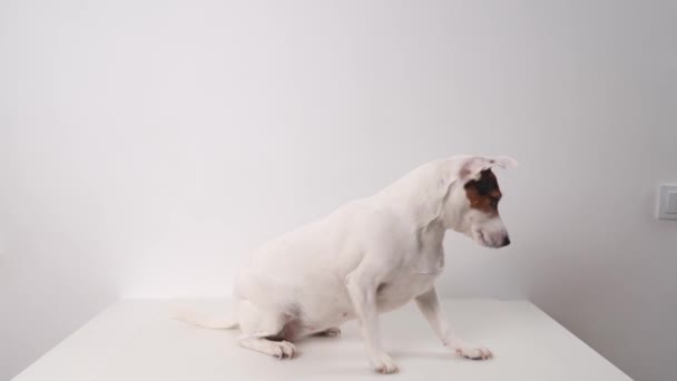 Chien de race Jack Russell Terrier effectue des commandes pour un délicieux. — Video