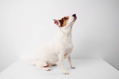 Beyaz arka planda Jack Russell Terrier köpeği. Hayvan eğitimi. kilolu hayvan.