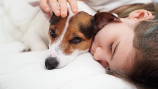 Genç bir kız köpeğiyle yatakta uyur. Jack Russell Teriyeri. — Stok video
