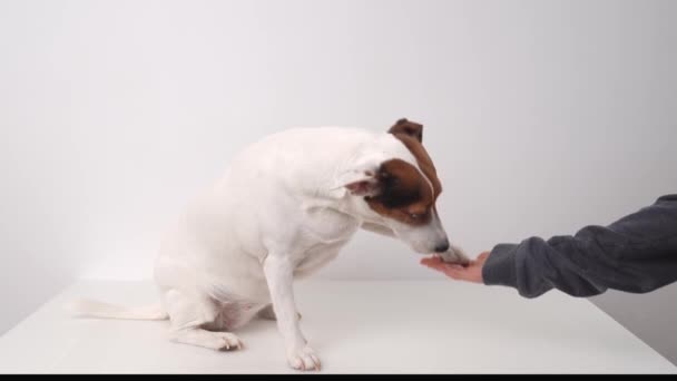 Dog breed Jack Russell Terrier performs commands Give your paw for a yummy. — Stock video