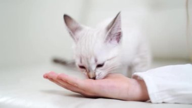 Küçük kız avuçlarıyla kedi besliyor koltukta. Nevsky maskeli kedi.