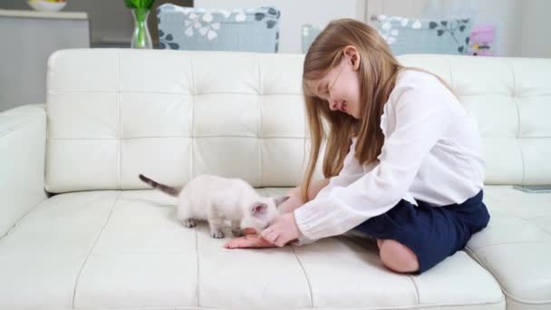 Divertente bambina alimenta gattino con palme seduti su couch.nevsky gatto mascherato — Video Stock