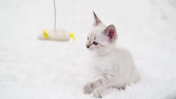 Трохи білого кошеня грає з іграшковою мишкою на мотузці . — стокове відео