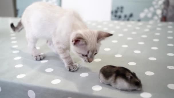 Un piccolo gattino mascherato Nevsky bianco gioca con un criceto Jungar. — Video Stock