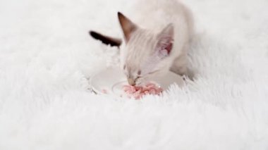 Küçük beyaz bir kedi yavrusu Nevsky maskeli balo kedi maması yiyor.