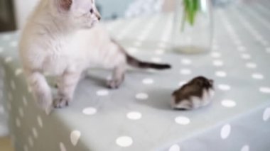 Küçük beyaz Nevsky maskeli kedi yavrusu Jungar hamsterıyla oynuyor.. 