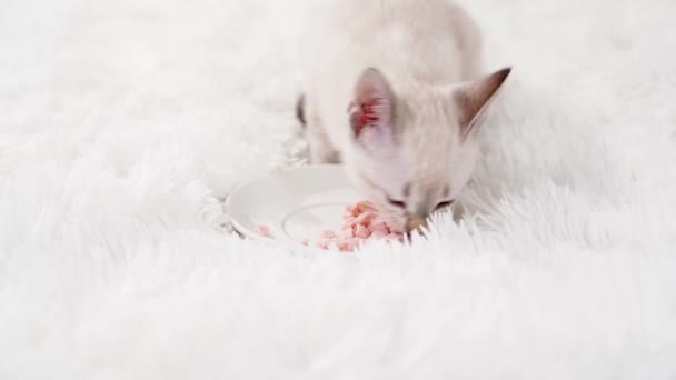 Een klein wit katje ras Nevsky maskerade eet kattenvoer — Stockvideo