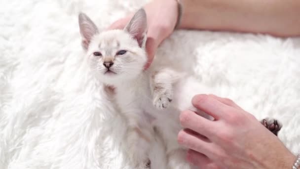 남자들은 작은 흰 고양이를 손으로 잡고 쓰다듬어 줍니다. nevsky masquerade cat. — 비디오
