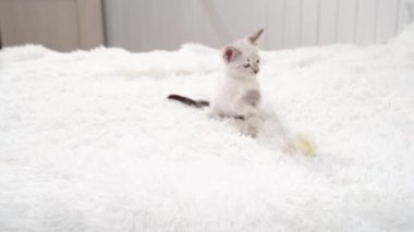 Küçük beyaz bir kedi yavrusu halatta oyuncak bir fareyle oynuyor..