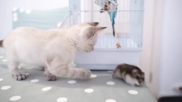 Un piccolo gattino mascherato Nevsky bianco gioca con un criceto Jungar. — Video Stock