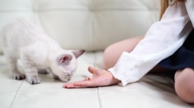 Küçük kız avuçlarıyla kedi besliyor koltukta. Nevsky maskeli kedi.