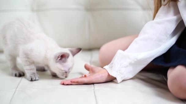 Petite fille nourrit chaton avec paumes assises sur couch.nevsky mascarade chat — Video