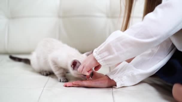 Маленька дівчинка годує кошеня долонями, сидячи на дивані.невський маскарадний кіт — стокове відео