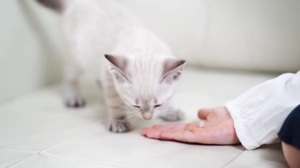 Niña alimenta gatito con palmas sentado en couch.nevsky mascarada gato — Vídeos de Stock