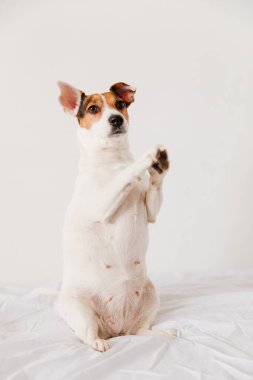 Köpek oturur ve lezzetli bir şeyler ister. kilolu ve yetersiz beslenme.