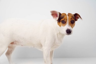 Beyaz arka planda Jack Russell Terrier köpeği. Hayvan eğitimi. kilolu hayvan.