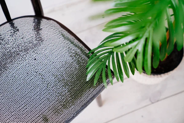 Dattier sur la chaise rétro. plante d'intérieur. palmier artificiel — Photo