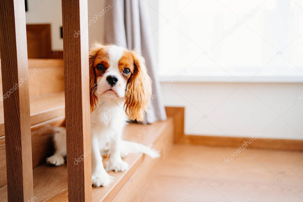 Cavalier King Charles Spaniel - a breed of companion dogs on the step of stairs
