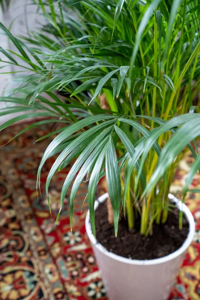 Pohon kurma. tanaman rumah di pedalaman. pohon palem buatan dalam pot. — Stok Foto