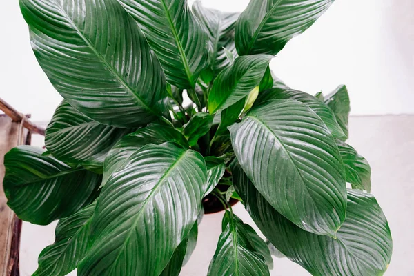 Spathiphyllum è una pianta casalinga elegante e vibrante — Foto Stock