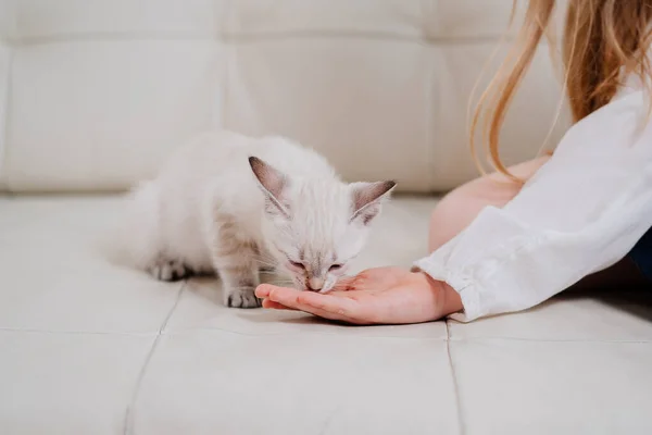 어린 소녀는 고양이를 먹이로 주고 야자수가 앉아 있는 고양이를 먹습니다. — 스톡 사진
