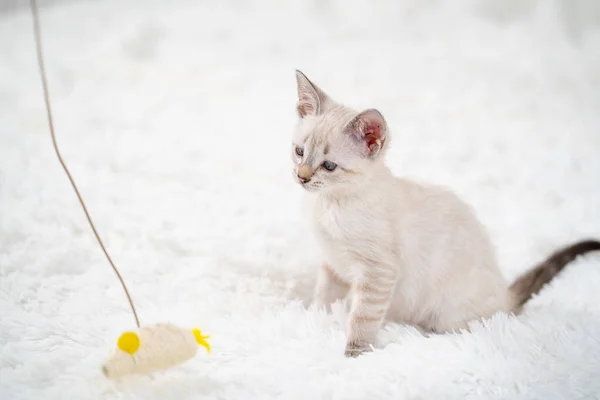 Malé bílé kotě si hraje s myší na provaze. — Stock fotografie