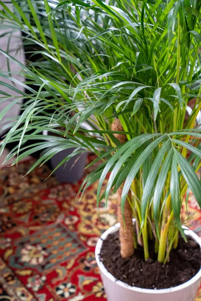 Palmera datilera planta de interior en interior. palmera artificial en maceta. — Foto de Stock