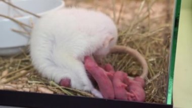 Yeni doğmuş bebekleri olan beyaz bir fare. kemirgen üretimi. 