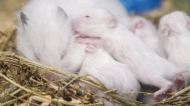 Kafeste yeni yürümeye başlayan beyaz Suriyeli hamster.